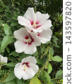 花 143597820