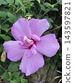 花 143597821