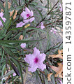 花 143597871