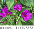 花 143597872