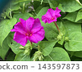 花 143597873