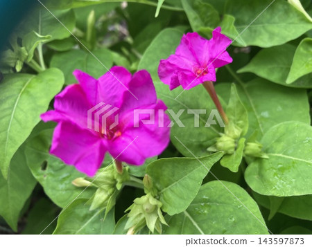 花 花 143597873