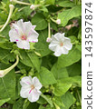 花 143597874
