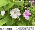 花 143597875