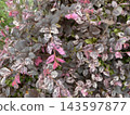 花 143597877