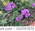 花 143597879