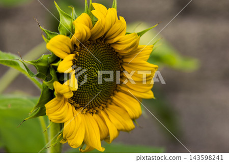 beautiful sunflower in the field beautiful sunflower in the field 143598241