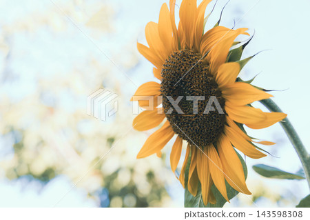 beautiful sunflower in the field beautiful sunflower in the field 143598308