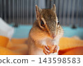 A squirrel eating a snack 143598583