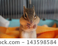 A squirrel eating a snack 143598584