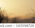 Susuki在夕陽染色 143598726