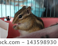 Chipmunks eat food 143598930