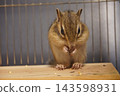 Chipmunks eat food 143598931