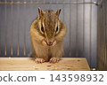The squirrel is eating food 143598932