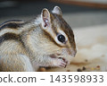 Eat Chipmunk 143598933