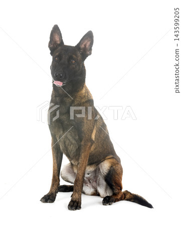 malinois in studio malinois in studio 143599205