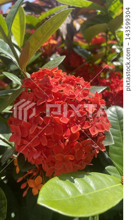 Red Flower in the garden Red Flower in the garden 143599304