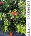 Red Flower in the garden 143599305