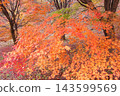 Brightly colored maple leaves 143599569