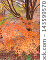 Maple leaves that have turned orange 143599570