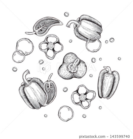 Hand drawn ink pepper round label composition. Illustration of food isolated on white background. Can be used for card, label, package or menu design and other printed products Hand drawn ink pepper round label composition. Illustration of food isolated on white background. Can be used for card, label, package or menu design and other printed products 143599740