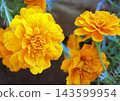 The marigolds have bloomed. Autumn has finally arrived. 143599954