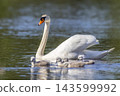Mute swan protecting cygnets swimming in lake Val 143599992