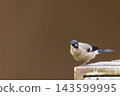 Female Eurasian bullfinch standing on rusty metal box 143599995