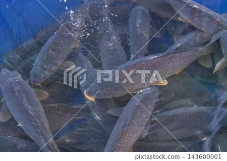 Live carp fish swimming in water tank at Prague market Live carp fish swimming in water tank at Prague market 143600001