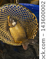 Fresh carp caught in a fishing net from water 143600002