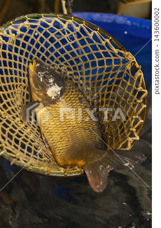 Fresh carp caught in a fishing net from water Fresh carp caught in a fishing net from water 143600002