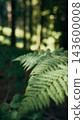 Curving fern leaf catching soft light in deep shade 143600008