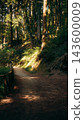 Sunlit dirt trail with a wooden fence winding through pine forest 143600009