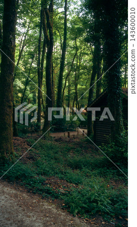 Wooden cabin among mossy trees in a lush forest Wooden cabin among mossy trees in a lush forest 143600010