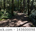 A path through the Aokigahara forest (Fuji Forest) 143600098