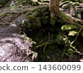 Lava and trees 143600099