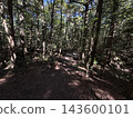 Walking trail in the forest 143600101