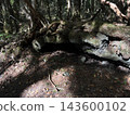 Plants in lava fields 143600102
