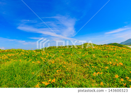 夏季，萱草盛開，覆蓋著月山的緩坡，遠處是壯麗的雲海。 143600323
