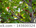 A close-up of a Narcissus Flycatcher perched on a branch with red berries. 143600324