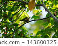 Close-up of a Japanese white-eye perched on a branch 143600325