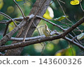 Close-up of a Japanese Bush Warbler perched on a branch. 143600326