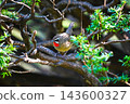 A close-up of a male Siberian Rubythroat singing among the branches. 143600327