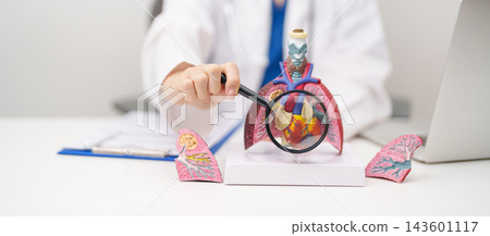 Doctor point heart Cardiovascular and Respiratory anatomy for Disease. Lung Cancer, Asthma, Chronic Obstructive Pulmonary or COPD, Bronchitis, Emphysema, Cystic Fibrosis, Bronchiectasis, Pneumonia Doctor point heart Cardiovascular and Respiratory anatomy for Disease. Lung Cancer, Asthma, Chronic Obstructive Pulmonary or COPD, Bronchitis, Emphysema, Cystic Fibrosis, Bronchiectasis, Pneumonia 143601117