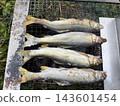 炭烤香魚 143601454