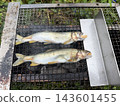 炭烤甜魚 143601455