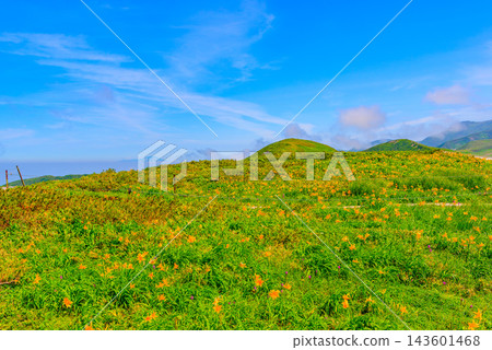 A scene captured from near the summit of Ubagatake on Mount Gassan in summer, showing a vibrant cluster of daylilies blooming under a clear blue sky. A scene captured from near the summit of Ubagatake on Mount Gassan in summer, showing a vibrant cluster of daylilies blooming under a clear blue sky. 143601468