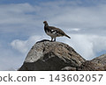 Tateyama, June Ptarmigan 143602057
