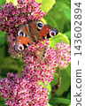 Beautiful Peacock butterfly (Aglais io) with vibrant eye spots sitting on pink Sedum (Stonecrop) flowers in sunny garden. 143602894