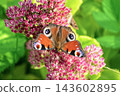 Beautiful Peacock butterfly (Aglais io) with vibrant eye spots sitting on pink Sedum (Stonecrop) flowers in sunny garden. 143602895